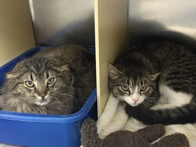 Mousers! thumbnail 4