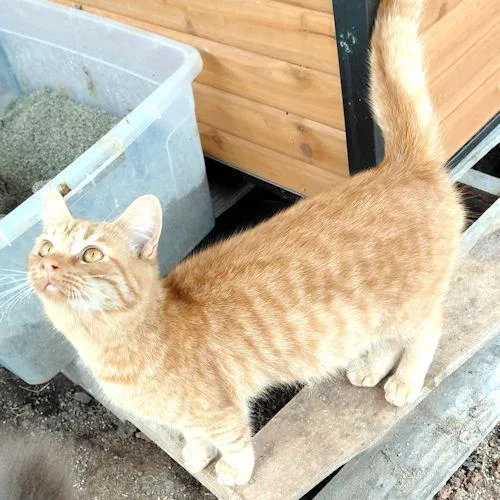 A young medium-sized male Tabby (Orange / Red) Tabby cat named Apollo for adoption in Rutherfordton, NC