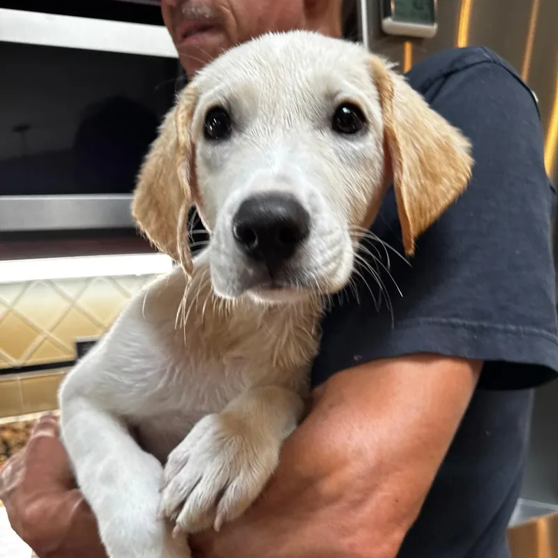 A baby large-sized male White / Cream Yellow Labrador Retriever dog named NY Monty Avail Aug for adoption in Stormville, NY