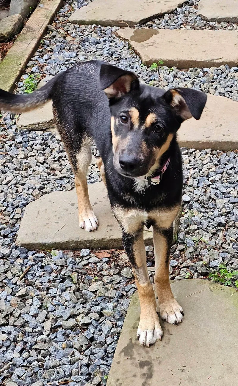 A baby large-sized female Black German Shepherd Dog dog named Genevieve for adoption in Plainfield, NH