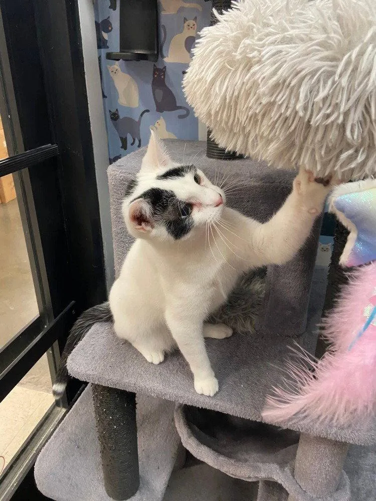 An adult medium-sized female Black & White / Tuxedo Domestic Short Hair cat named Mistletoe for adoption in O'Fallon, MO