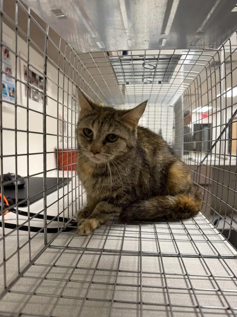 An adult small-sized female Domestic Short Hair cat named Shirley for adoption in Greenfield, IN