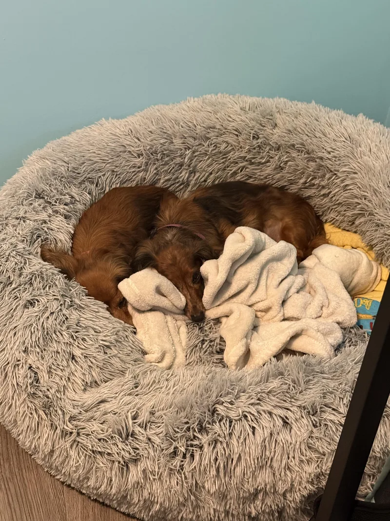 A senior small-sized female Dachshund (Long Haired) dog named Emma & Grace for adoption in Mount Morris, MI