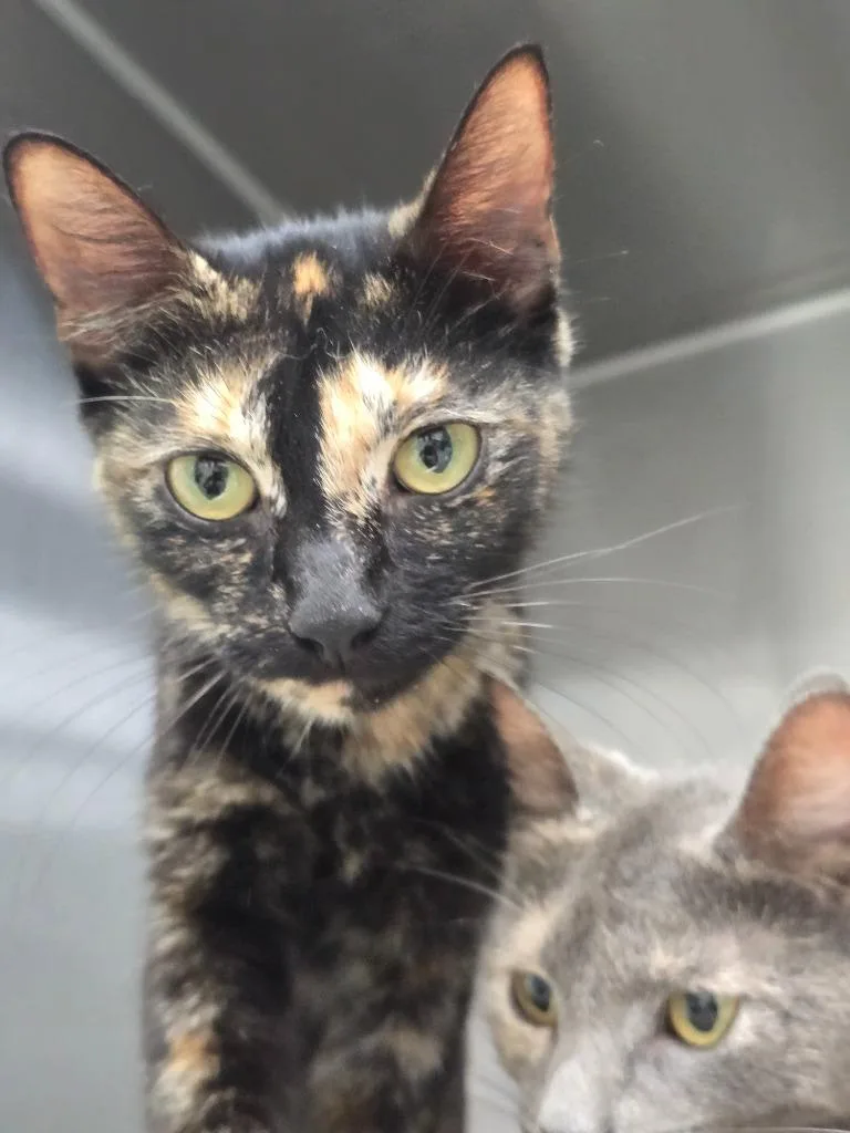 A young medium-sized female Domestic Short Hair cat named Claire for adoption in Danielsville, GA