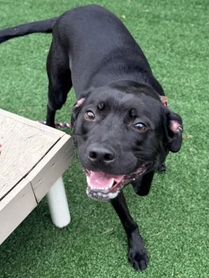 An adult large-sized male Mixed Breed dog named Lucas for adoption in Cincinnati, OH