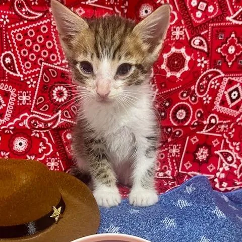 A baby small-sized male Brown / Chocolate Domestic Short Hair cat named Wyatt Earp for adoption in Boerne, TX