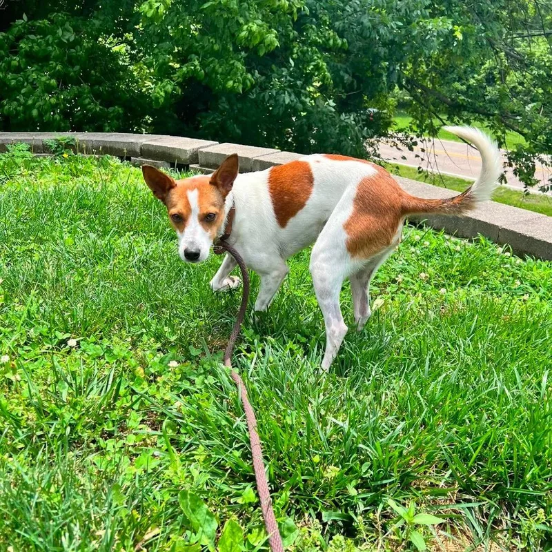 A young small-sized male White / Cream Mixed Breed dog named Baconpancake for adoption in Edwardsville, IL