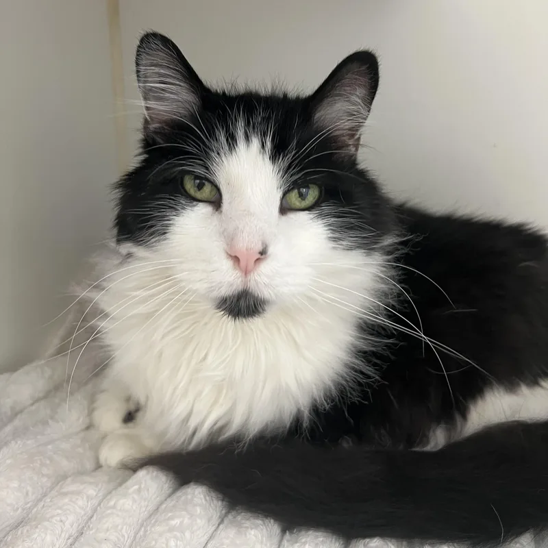 A senior medium-sized male Black & White / Tuxedo Domestic Long Hair cat named Vector for adoption in Pontiac, MI