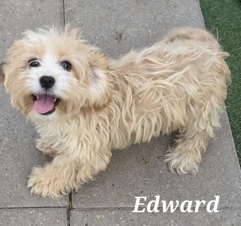 A baby small-sized male Apricot / Beige Shih poo dog named Edward for adoption in Edinburg, TX