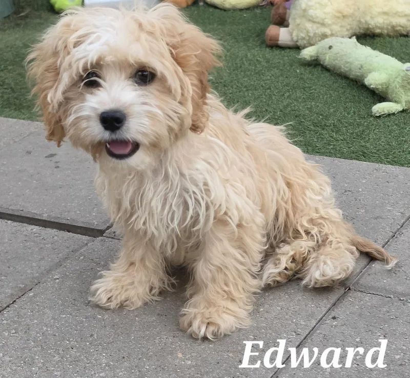 Edward thumbnail 2