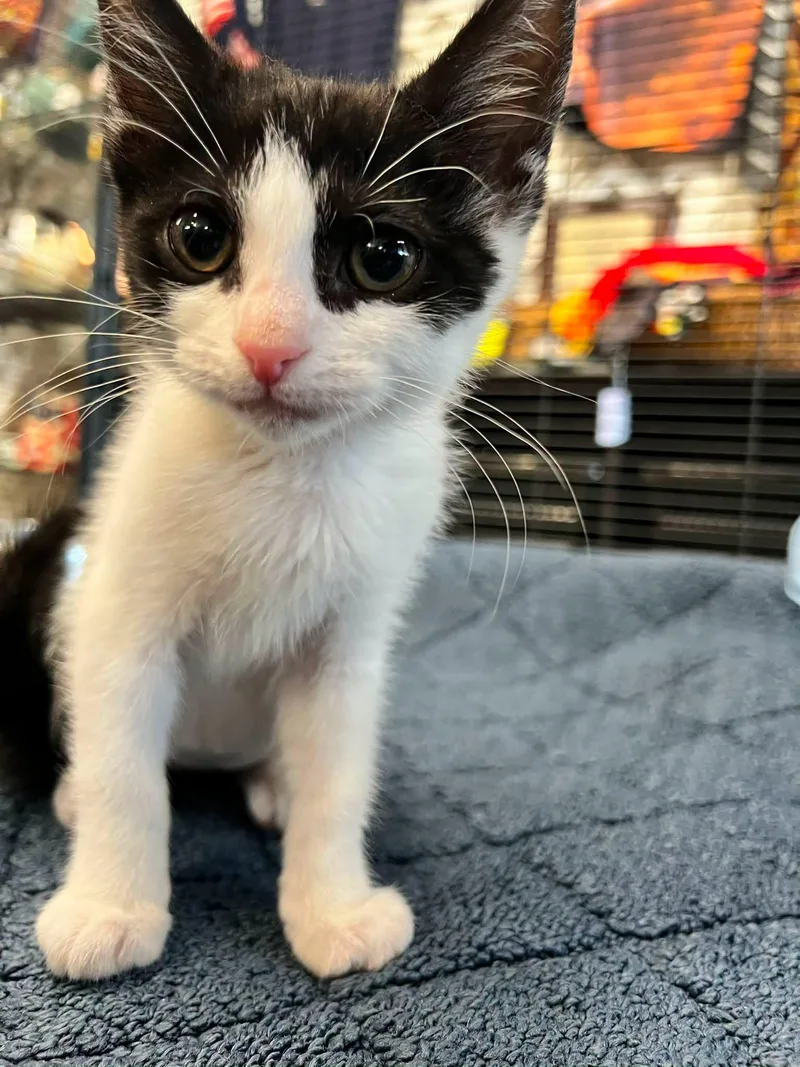 A baby medium-sized female Black Domestic Short Hair cat named Ranger for adoption in St Leonard, MD