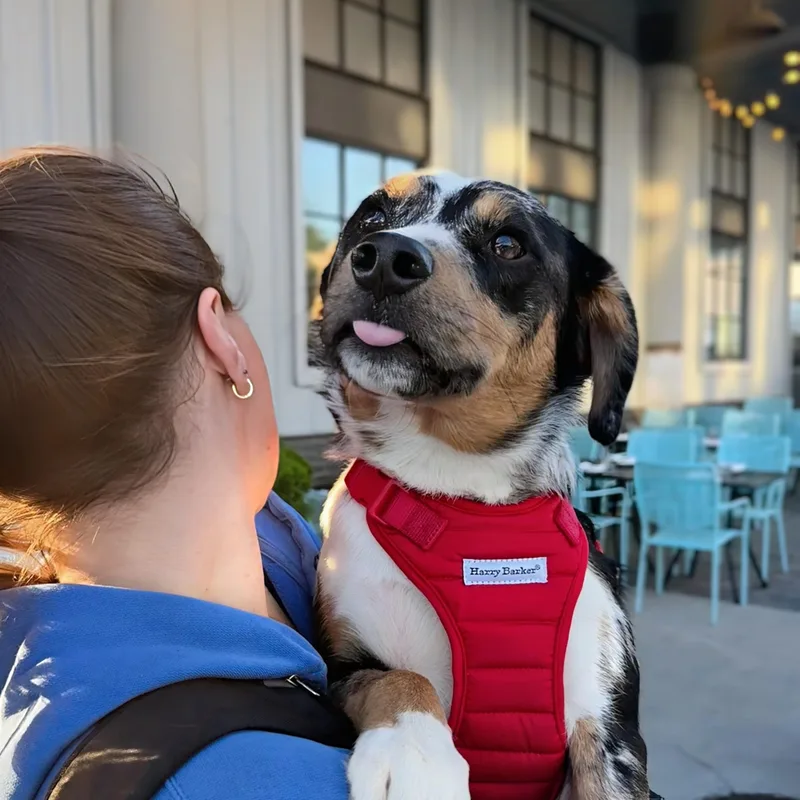A young medium-sized male Harlequin Australian Shepherd dog named Smokey for adoption in Potomac, MD