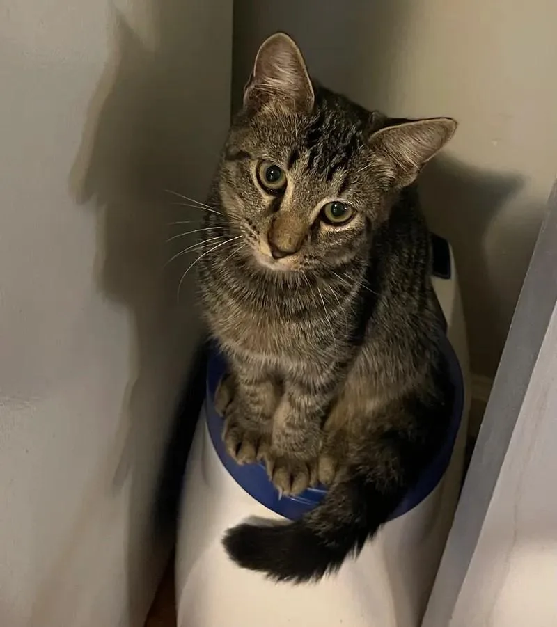 A young medium-sized female Tabby (Brown / Chocolate) Domestic Short Hair cat named Mary for adoption in Newington, GA