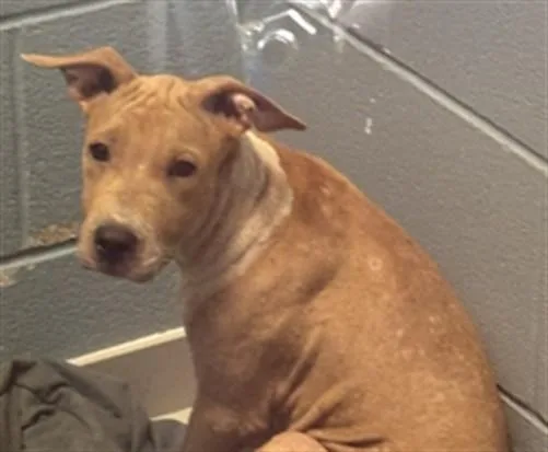A baby small-sized female Labrador Retriever dog named Hershey for adoption in Corpus Christi, TX