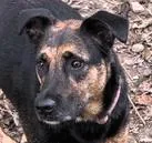 A young medium-sized female Labrador Retriever dog named Klondi for adoption in Paris, KY