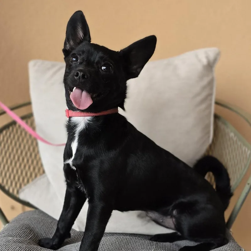 Gia