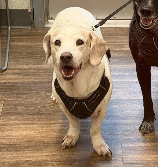 A senior medium-sized female Beagle dog named Bianca for adoption in San Diego, CA