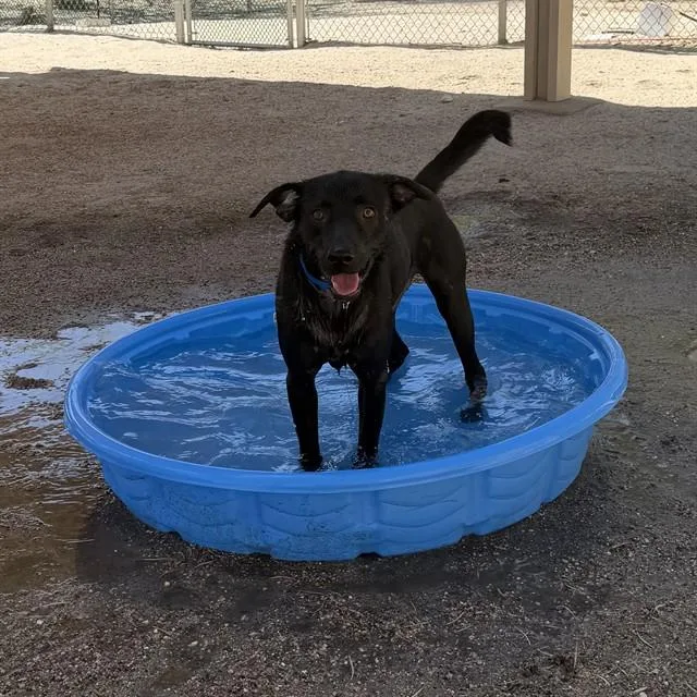 A young medium-sized male Labrador Retriever dog named Vader for adoption in Thousand Palms, CA