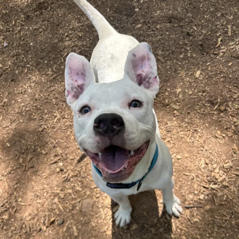A young medium-sized male White / Cream Mixed Breed dog named Phantom for adoption in Decatur, GA