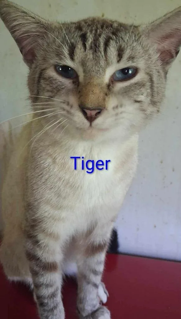 An adult medium-sized male Siamese cat named Tiger for adoption in Camden, TN