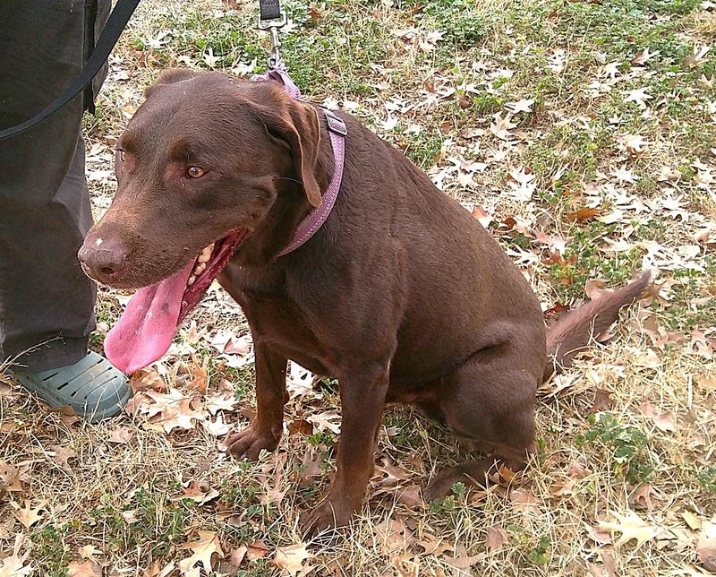 An adult large-sized male Brown / Chocolate Chocolate Labrador Retriever dog named Austin for adoption in San Antonio, TX