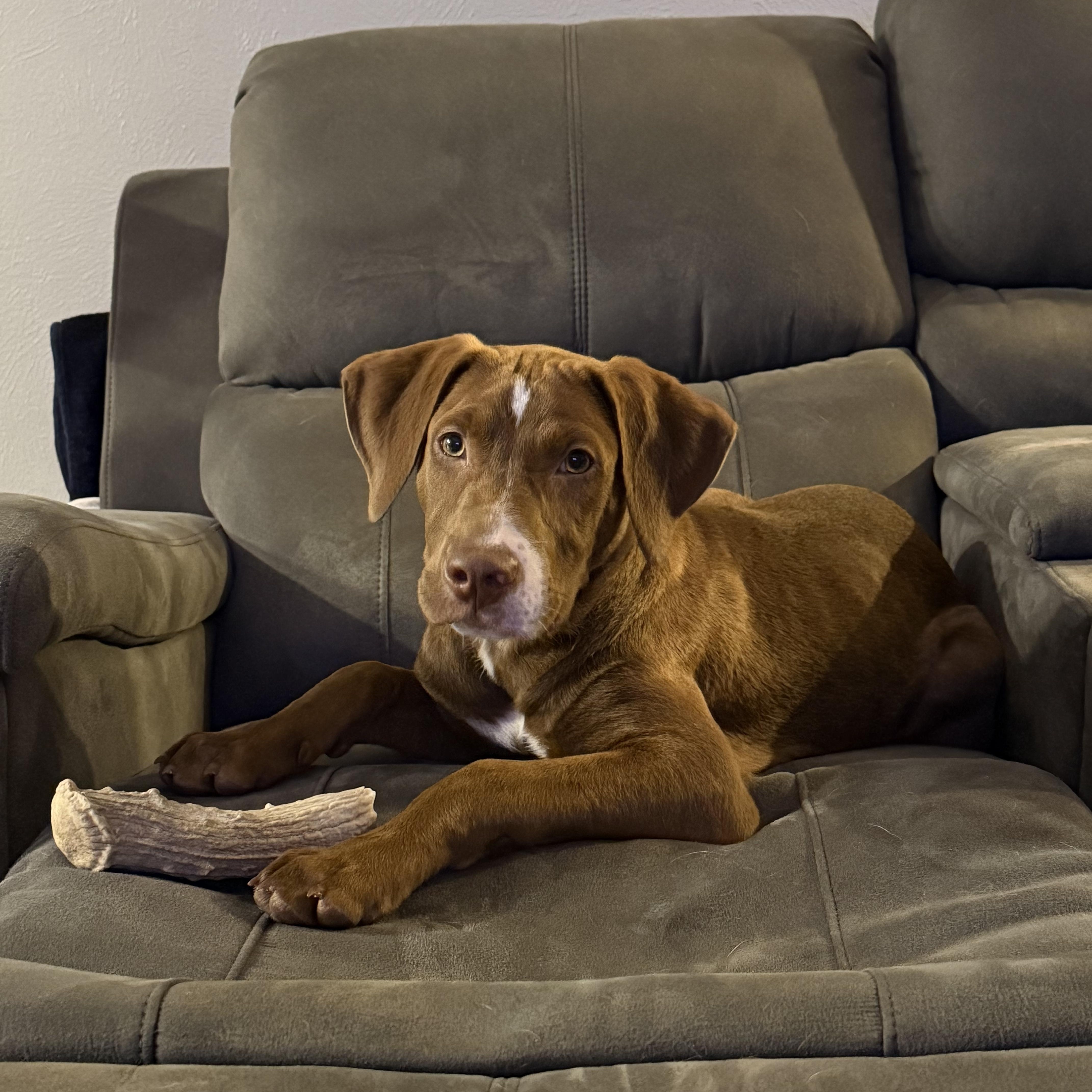 A baby large-sized male Brown / Chocolate Chocolate Labrador Retriever dog named Vice principle for adoption in Evergreen, CO