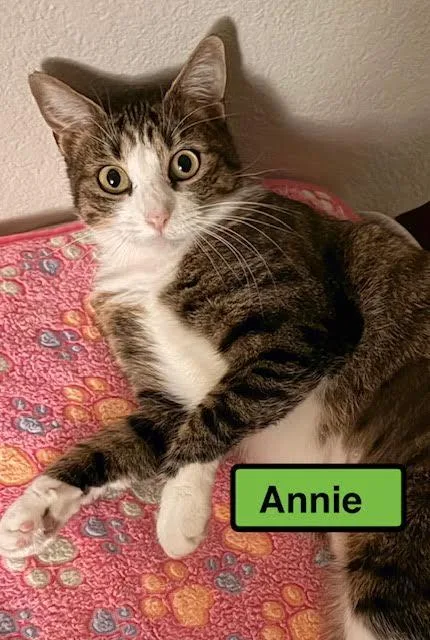 A young medium-sized female Domestic Short Hair cat named Annie for adoption in Zimmerman, MN