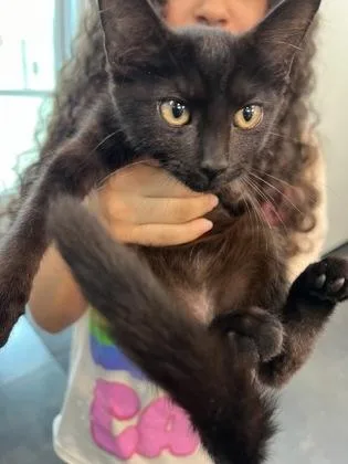 A baby small-sized female Domestic Short Hair cat named J Wow for adoption in Memphis, TN