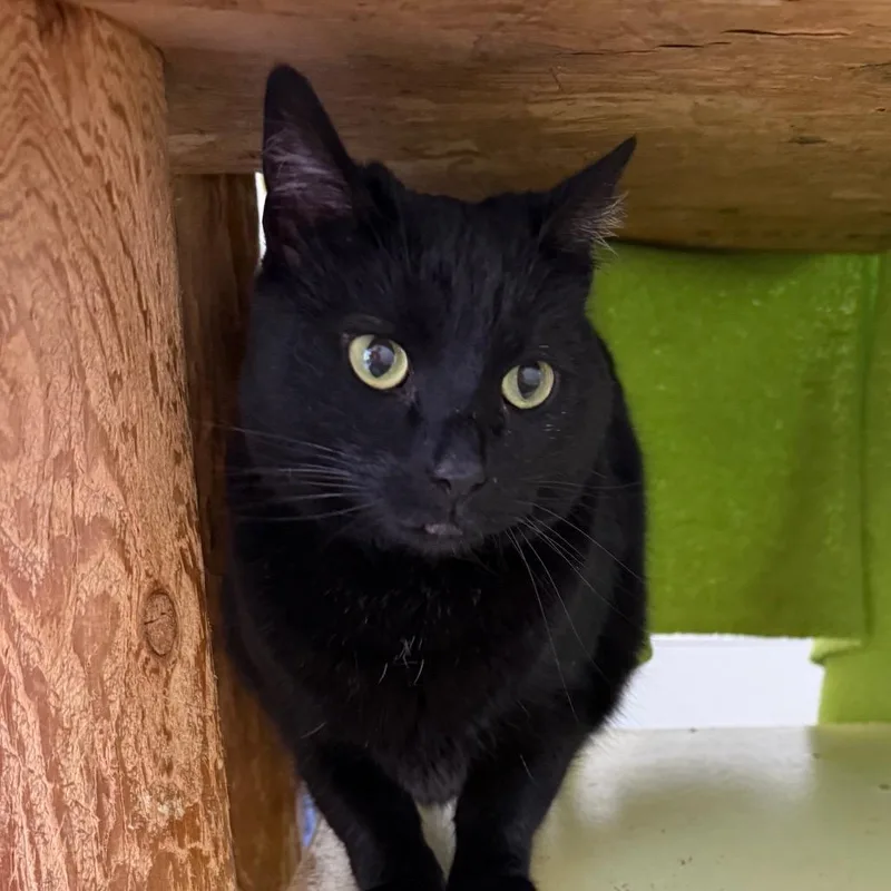 An adult medium-sized female Domestic Short Hair cat named Onyx for adoption in Tuscaloosa, AL