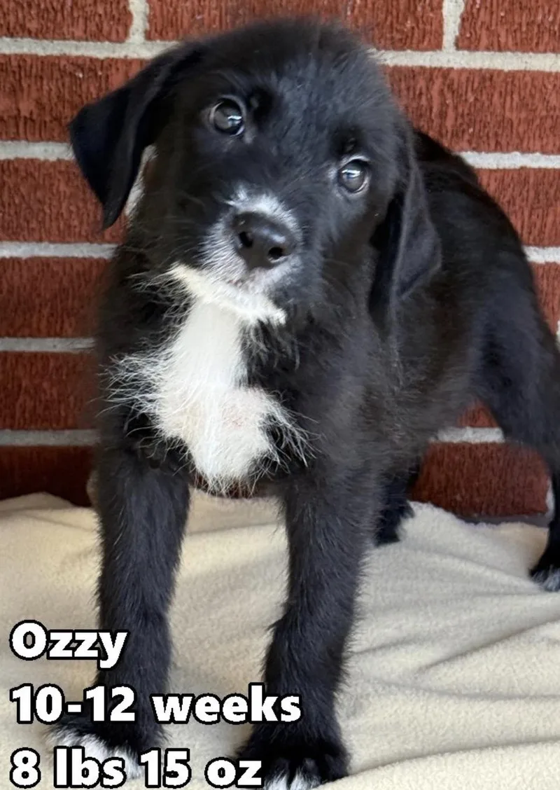 A baby medium-sized male White / Cream Retriever dog named Ozzy for adoption in Wonder Lake, IL