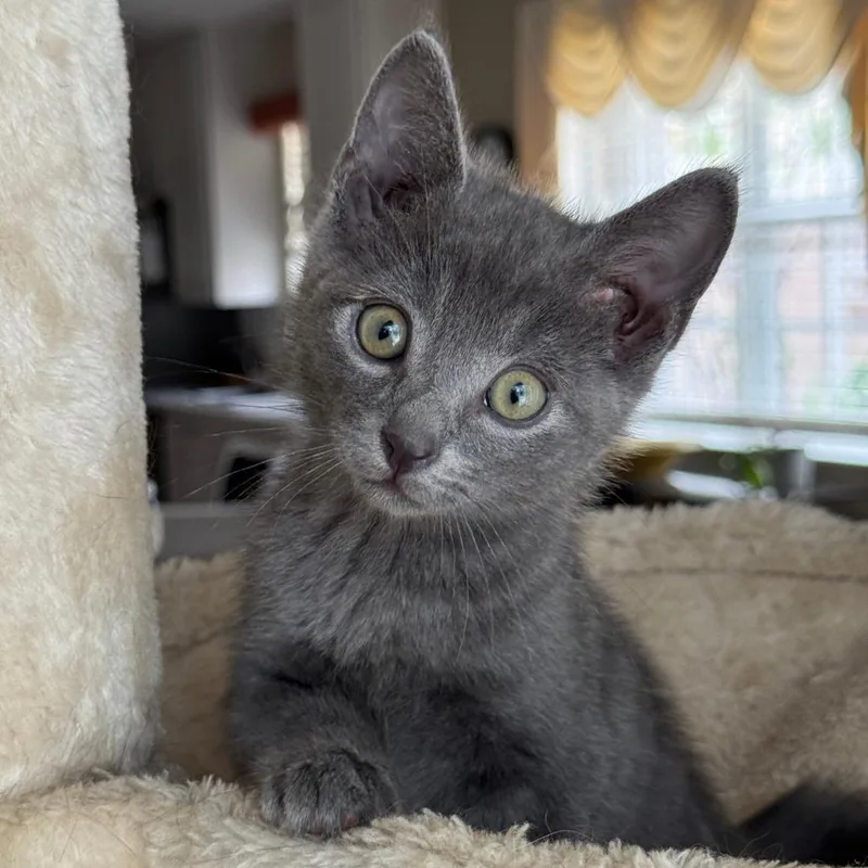 A baby small-sized male Gray / Blue / Silver Domestic Short Hair cat named Orzo for adoption in Jupiter, FL