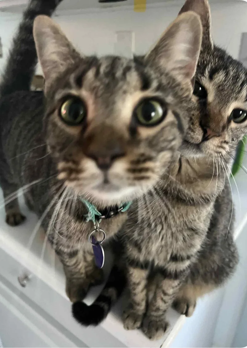 Twilight And Toffee thumbnail 2