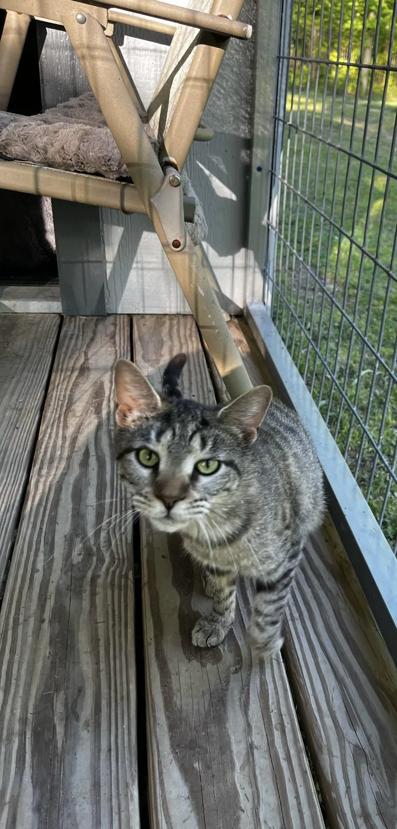 Twilight And Toffee thumbnail 3