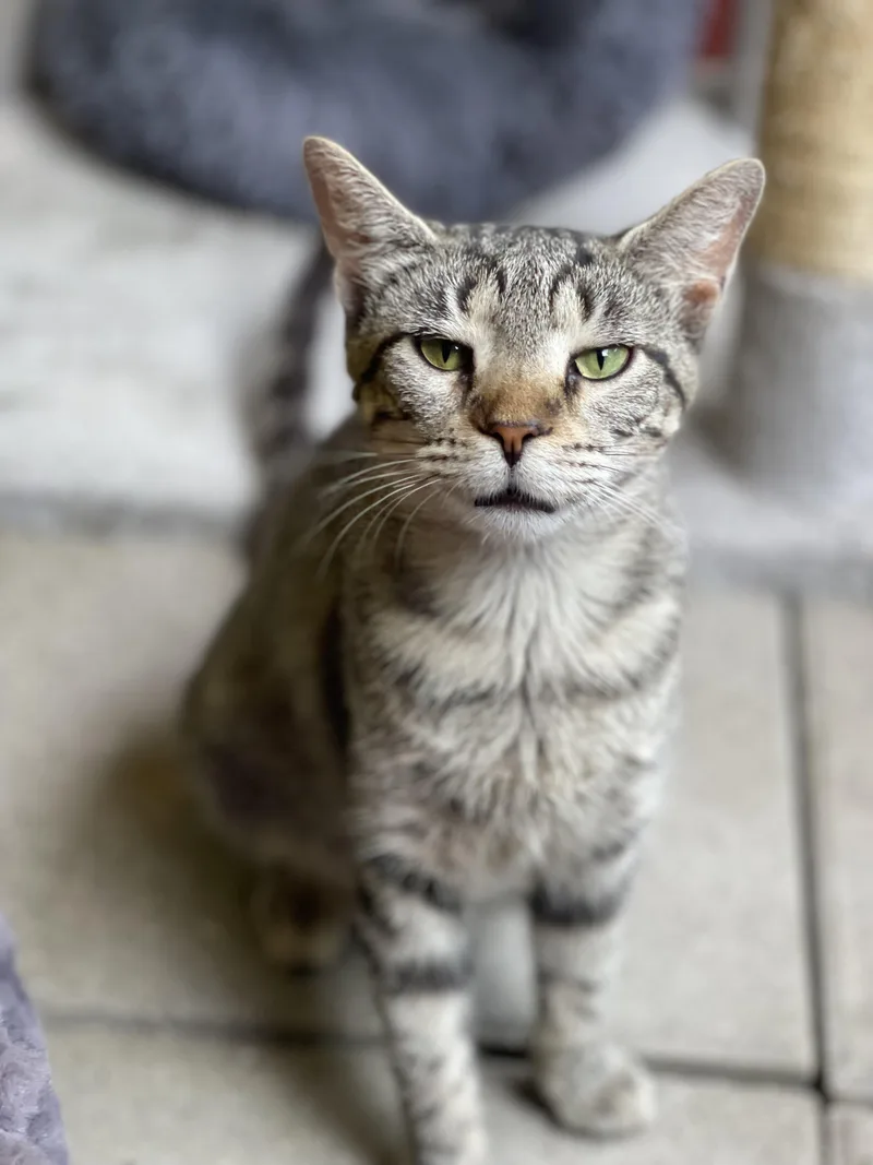 Twilight And Toffee thumbnail 4