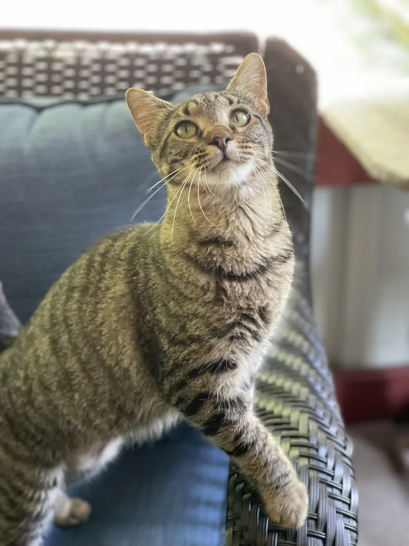 Twilight And Toffee thumbnail 5