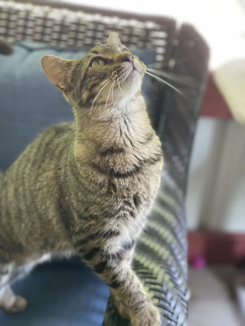 Twilight And Toffee thumbnail 6