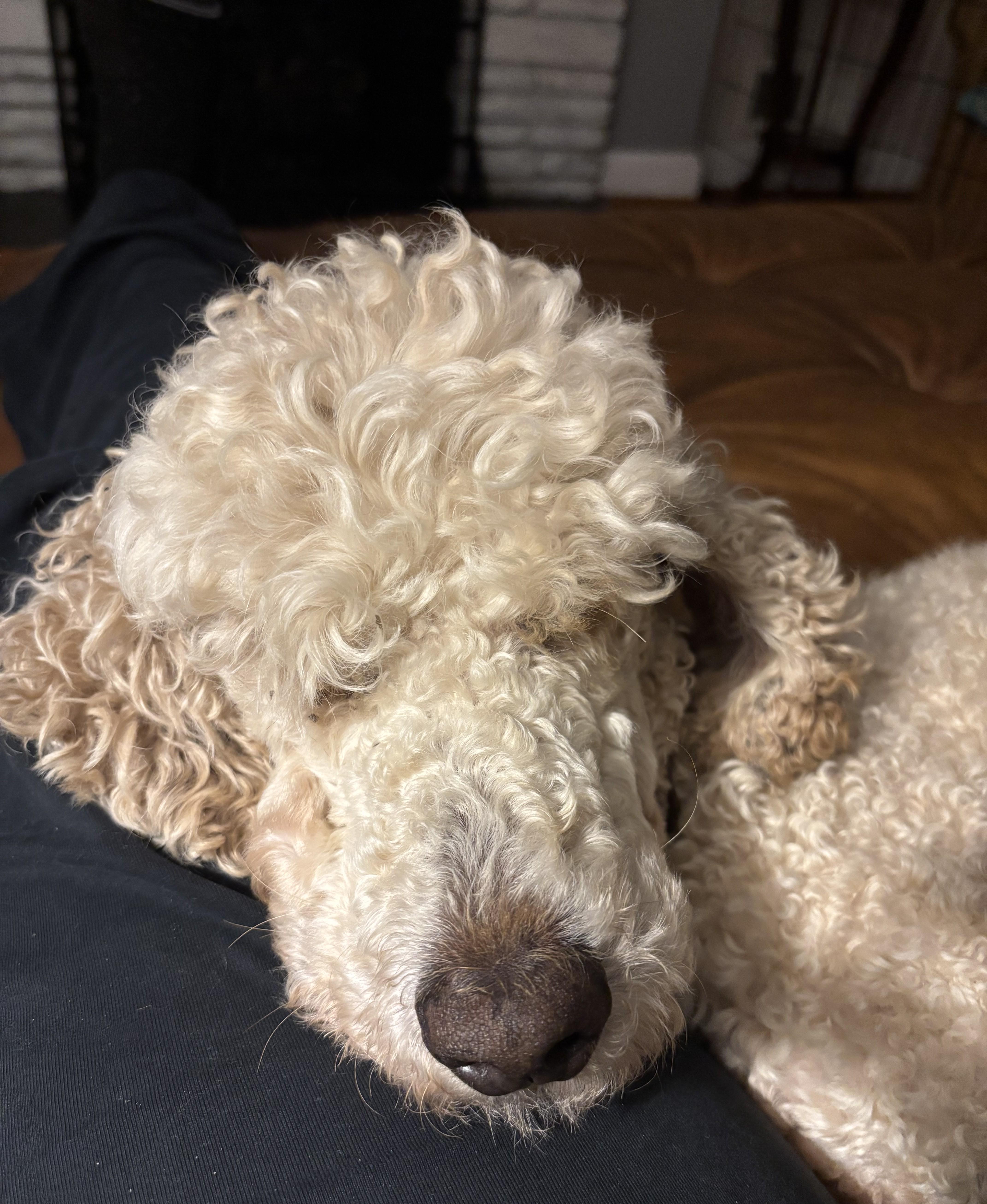 An adult medium-sized female White / Cream Standard Poodle dog named Constitution for adoption in Falls Church, VA
