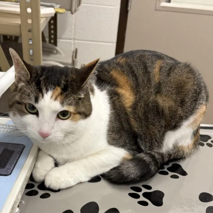 An adult medium-sized female Domestic Short Hair cat named Princess Pj for adoption in Derwood, MD