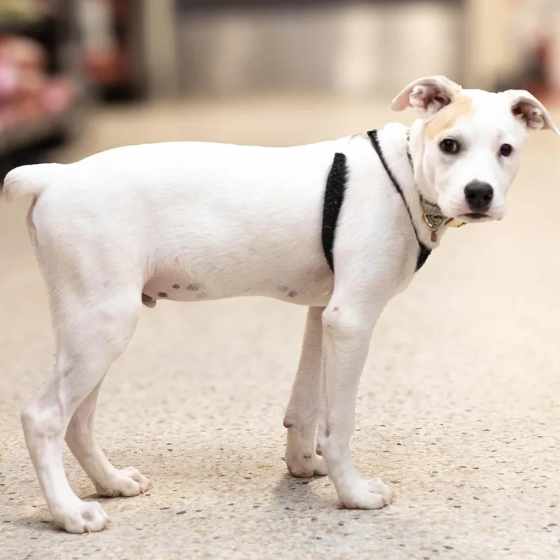 A baby small-sized male Mixed Breed dog named Carlton for adoption in Farmington, MN