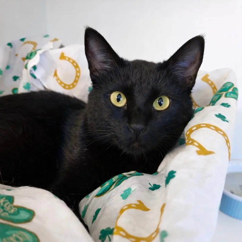 A young medium-sized female Domestic Short Hair cat named Adelaida for adoption in Cambria, CA
