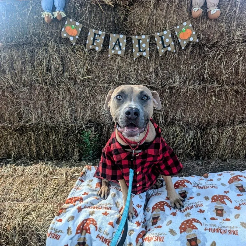 An adult medium-sized male Pit Bull Terrier dog named Ryker for adoption in Waco, TX