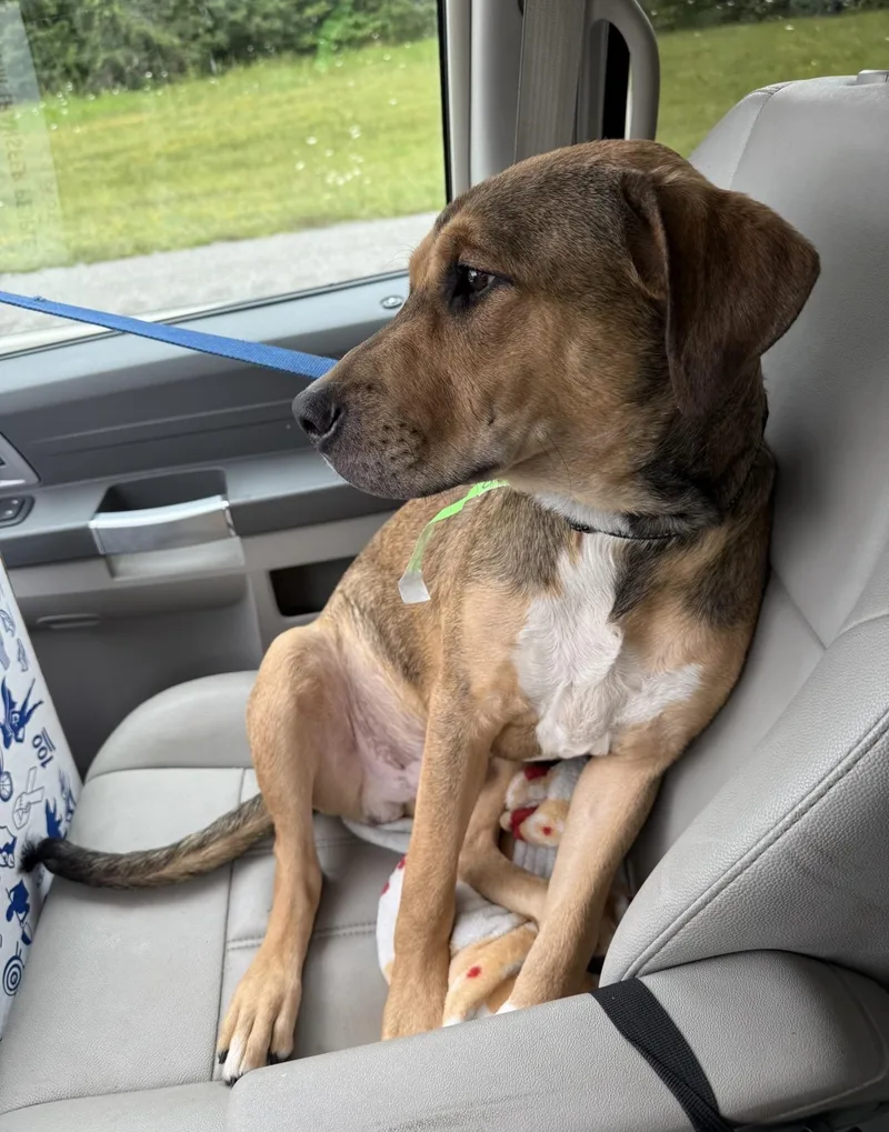 A young large-sized male Bicolor Shepherd dog named Otis for adoption in Middlefield , OH