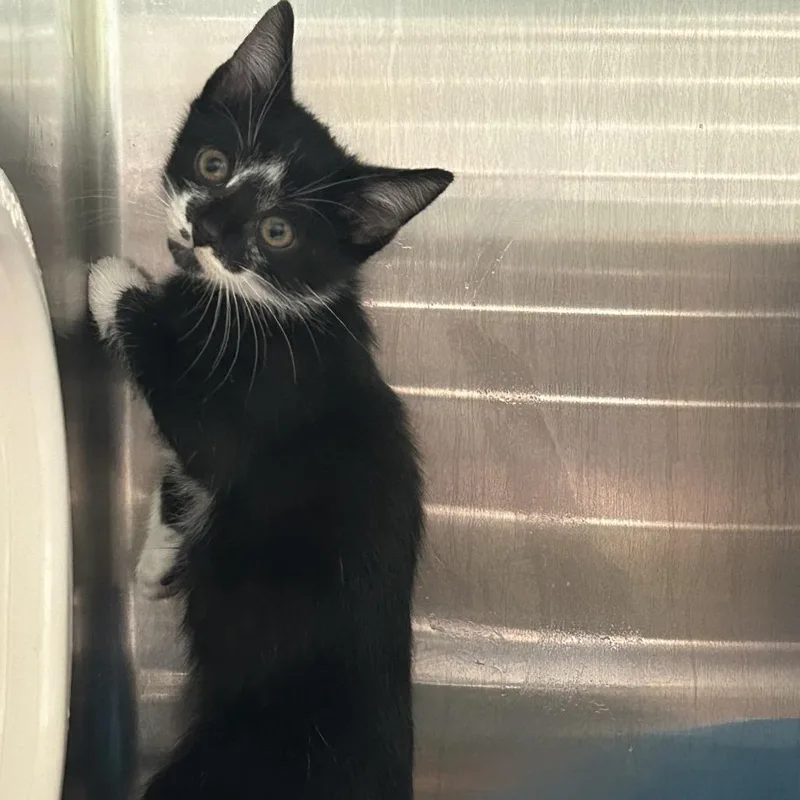 A baby small-sized male Domestic Medium Hair cat named Marathon for adoption in Greensboro, NC