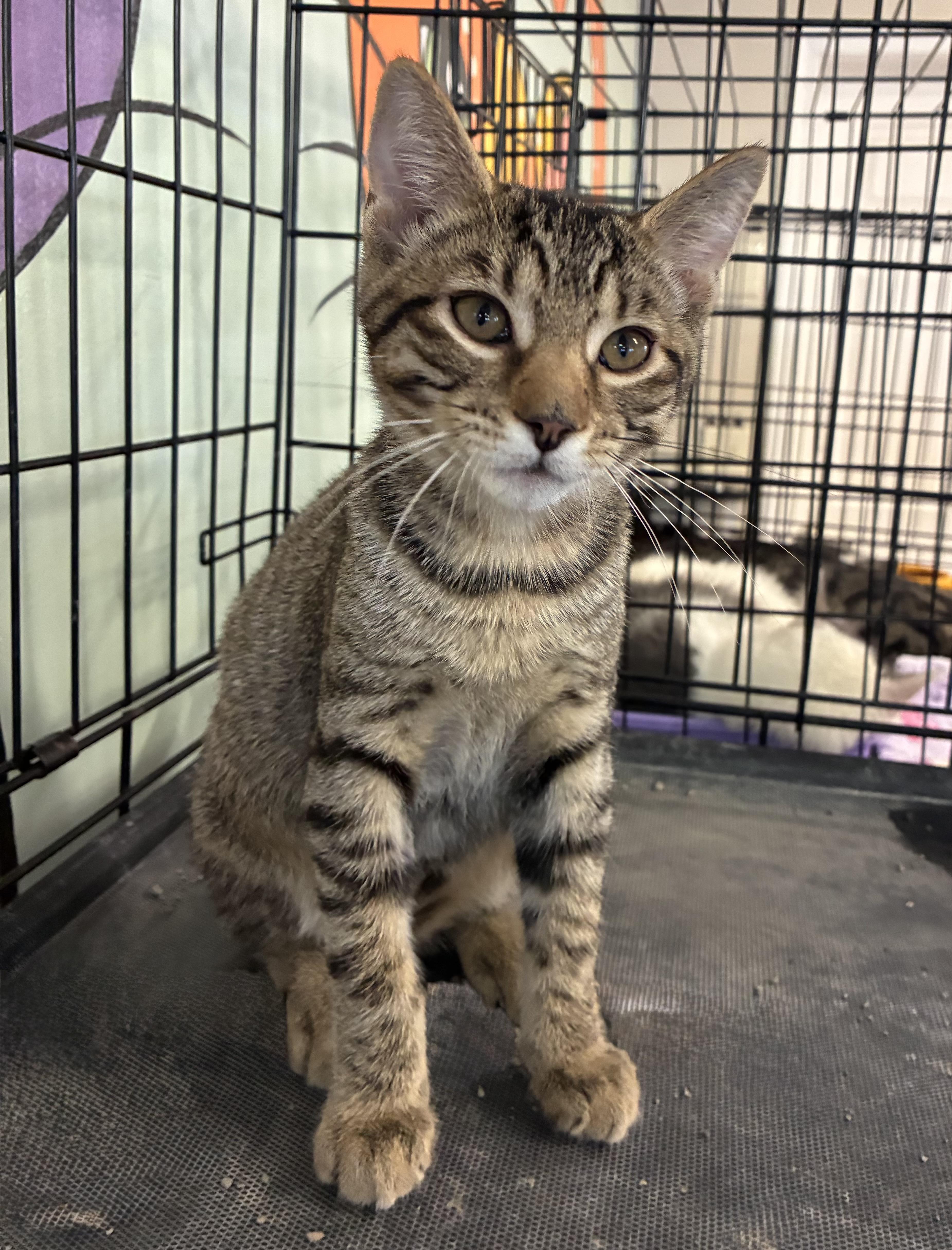 A baby medium-sized male Tabby (Tiger Striped) Domestic Short Hair cat named Harry for adoption in Breinigsville, PA