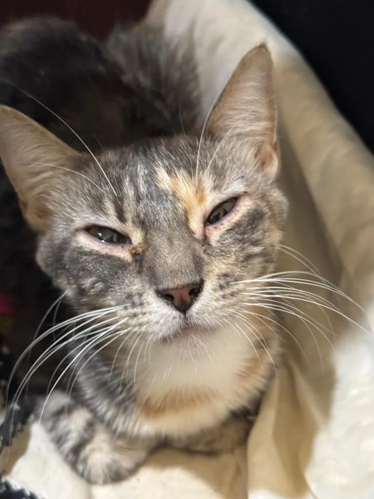 Raquel Butterscotch thumbnail 2