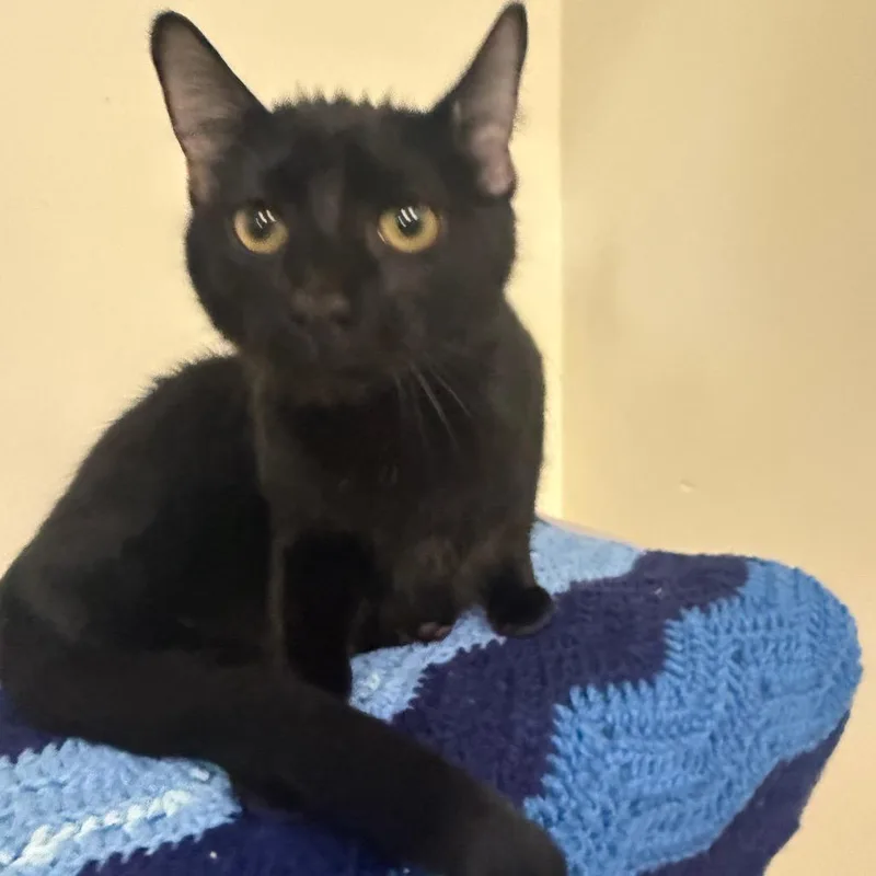 A baby medium-sized male Black Domestic Short Hair cat named Monty for adoption in Houston, TX