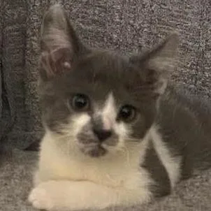 Mustachio Pistachio thumbnail 3