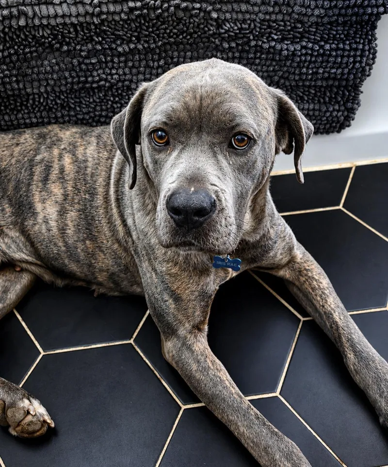 A young extra large-sized female Gray / Blue / Silver Cane Corso dog named Iris Rae for adoption in Youngstown, OH