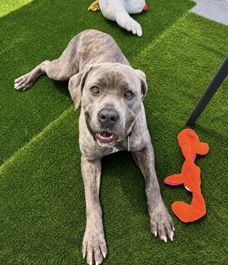 Iris Rae thumbnail 4