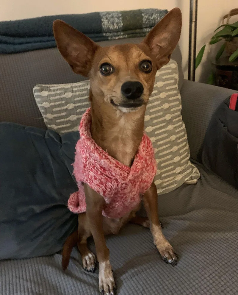 Gomez Adams Local thumbnail 3